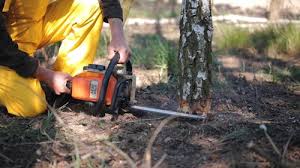 How Our Tree Care Process Works  in  Leander, TX